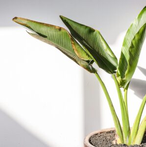Groene planten